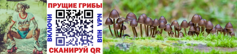 Галлюциногенные грибы GOLDEN TEACHER  это официальный сайт  Реутов 